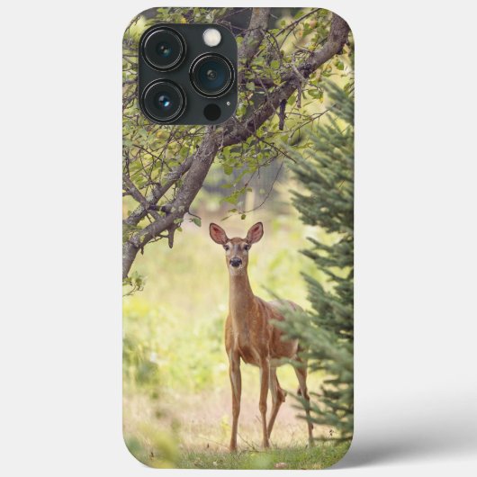 Ein einsamer Hirsch Case-Mate iPhone Hülle (Rückseite)
