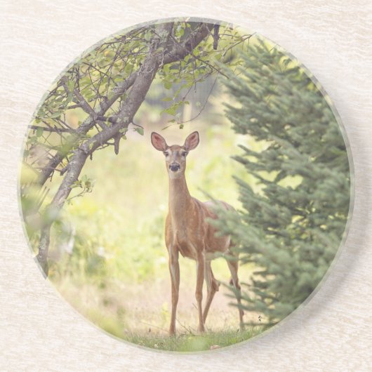 Ein einsamer Hirsch Getränkeuntersetzer (Vorne)