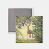 Ein einsamer Hirsch Magnet (Vorderseite/Rückseite)