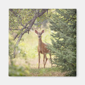 Ein einsamer Hirsch Magnet (Vorne)