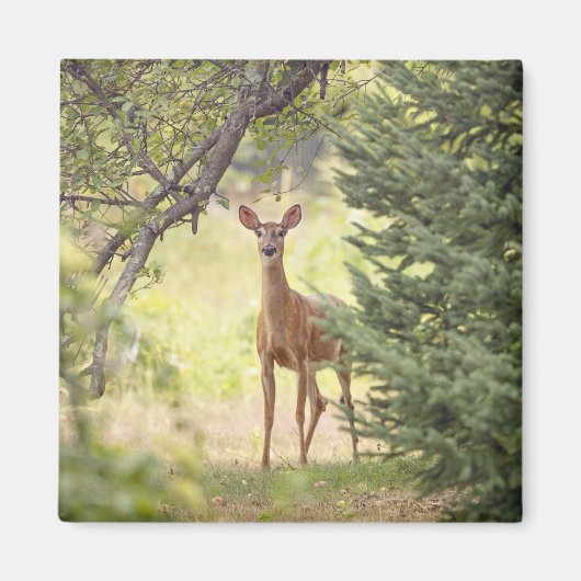 Ein einsamer Hirsch Magnet (Vorne)