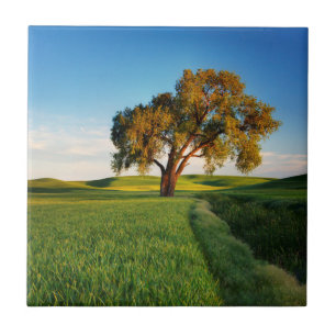 Ein einzelner Baum, umgeben von sanften Hügeln mit Fliese