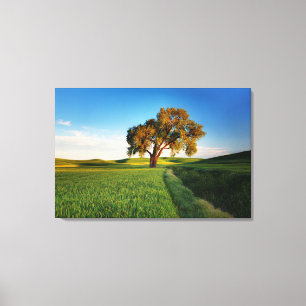 Ein einzelner Baum, umgeben von sanften Hügeln mit Leinwanddruck