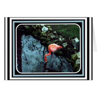 Ein einziger Flamingo