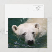 Ein Eisbär, der nur abkühlt Postkarte (Vorne/Hinten)