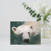 Ein Eisbär, der nur abkühlt Postkarte (Stehend Vorderseite)