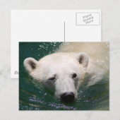 Ein Eisbär, der nur abkühlt Postkarte (Vorne/Hinten)