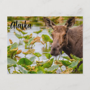 Ein Elch am Wilson-See Alaskan-Postkarte Postkarte