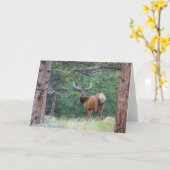 Ein Elch rückblickend | Rocky Mountains Karte (Gelbe Blume)