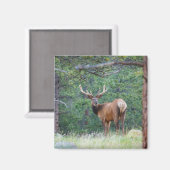 Ein Elch rückblickend | Rocky Mountains Magnet (Vorderseite/Rückseite)