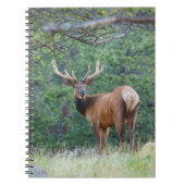 Ein Elch rückblickend | Rocky Mountains Notizblock (Vorderseite)