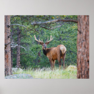 Ein Elch rückblickend   Rocky Mountains Poster