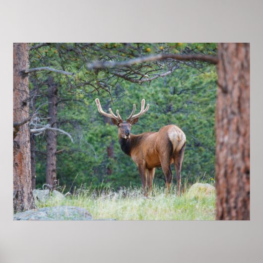 Ein Elch rückblickend | Rocky Mountains Poster (Vorne)