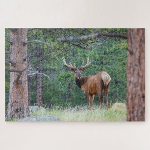 Ein Elch schaut zurück Rocky Mountains Puzzle