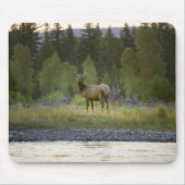 Ein Elch sieht sich mit einem Mousepad (Vorne)