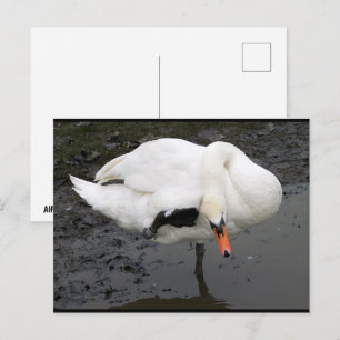Ein eleganter Gruß Postkarte