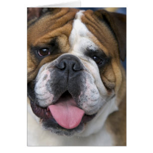 Ein englischer Bulldog in Belgien.