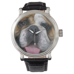 Ein englischer Bulldog in Belgien. Armbanduhr