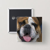 Ein englischer Bulldog in Belgien. Button (Vorne & Hinten)