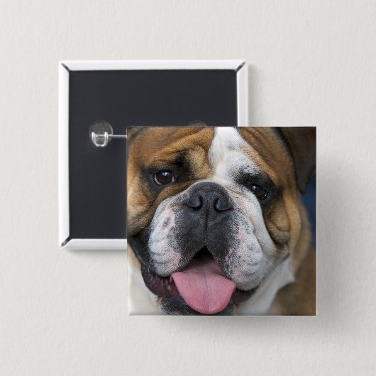 Ein englischer Bulldog in Belgien. Button (Vorne & Hinten)