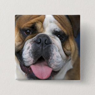 Ein englischer Bulldog in Belgien. Button
