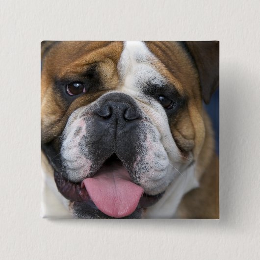 Ein englischer Bulldog in Belgien. Button (Vorderseite)
