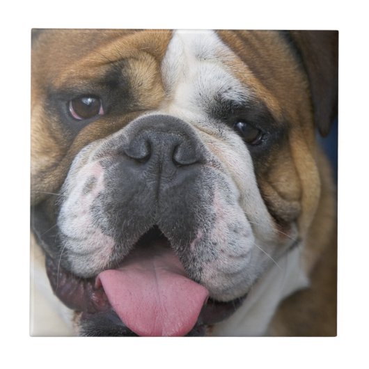 Ein englischer Bulldog in Belgien Fliese (Vorderseite)