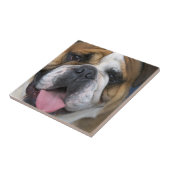 Ein englischer Bulldog in Belgien Fliese (Seite)