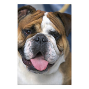 Ein englischer Bulldog in Belgien. Fotodruck