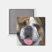 Ein englischer Bulldog in Belgien. Magnet (Vorderseite/Rückseite)