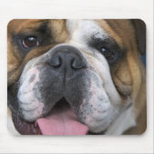 Ein englischer Bulldog in Belgien. Mousepad (Vorne)