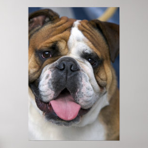 Ein englischer Bulldog in Belgien. Poster
