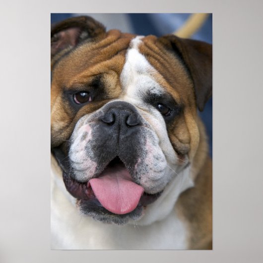 Ein englischer Bulldog in Belgien. Poster (Vorne)