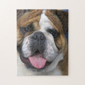 Ein englischer Bulldog in Belgien Puzzle (Vertikal)