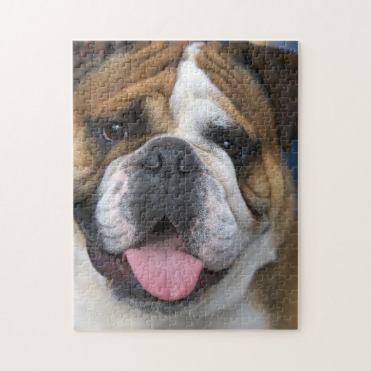 Ein englischer Bulldog in Belgien Puzzle (Vertikal)