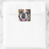 Ein englischer Bulldog in Belgien. Quadratischer Aufkleber (Tasche)