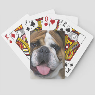 Ein englischer Bulldog in Belgien. Spielkarten