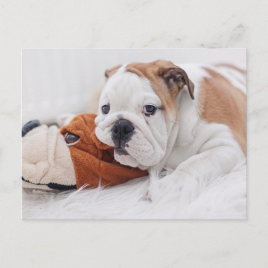Ein englischer Bulldog-Welpe, der mit einem Bulldo Postkarte (Vorderseite)