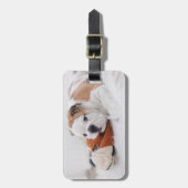 Ein englischer Bulldoggen-Welpe, der mit einer Gepäckanhänger (Vorderseite vertikal)