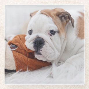Ein englischer Bulldoggen-Welpe, der mit einer Glasuntersetzer
