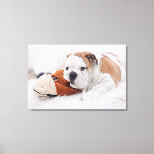Ein englischer Bulldoggen-Welpe, der mit einer Leinwanddruck