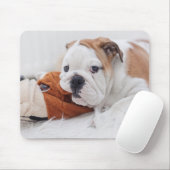 Ein englischer Bulldoggen-Welpe, der mit einer Mousepad (Mit Mouse)