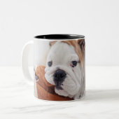 Ein englischer Bulldoggen-Welpe, der mit einer Zweifarbige Tasse (Vorderseite Links)