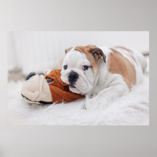 Ein Englischer Bulldoggenwelpe spielt mit einer Bu Poster