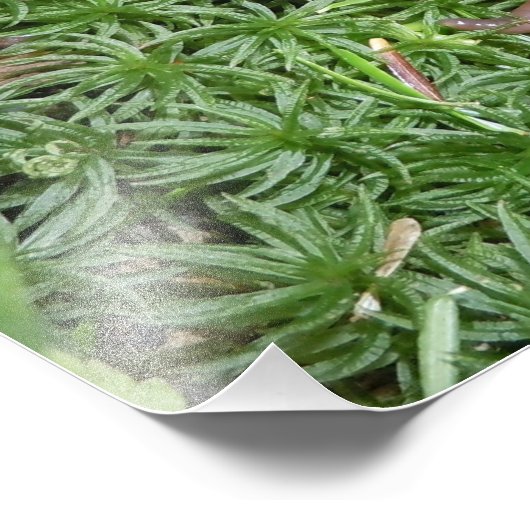 Ein Erdwurm Fotodruck (Ecke)