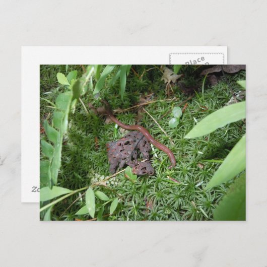 Ein Erdwurm Postkarte (Vorne/Hinten)