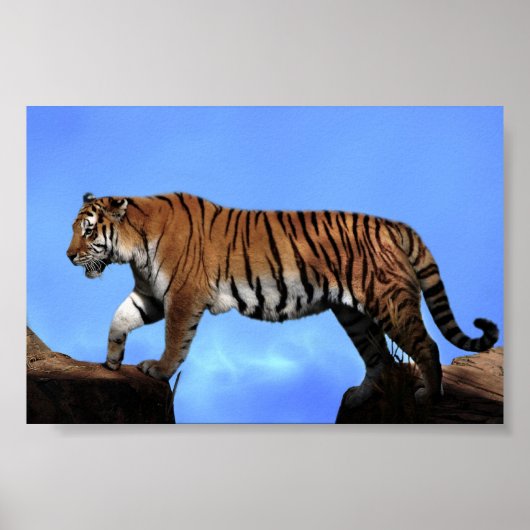 Ein Erfolg für Tiger Poster (Vorne)