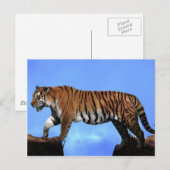 Ein Erfolg für Tiger Postkarte (Vorne/Hinten)