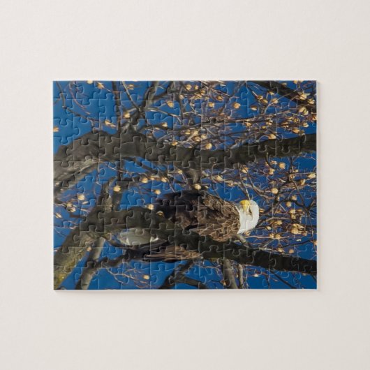 Ein ernsthafter Adler Puzzle (Horizontal)