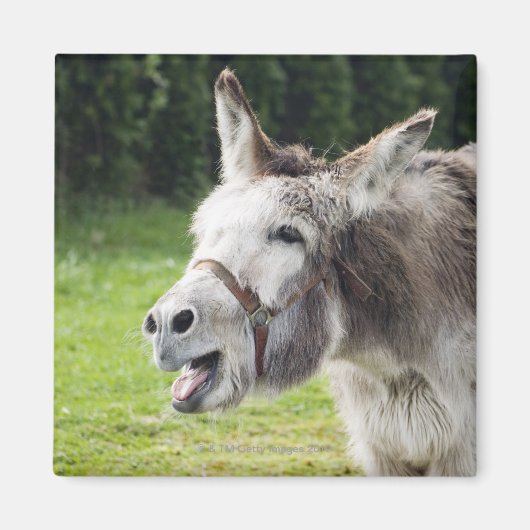 Ein Esel Magnet (Vorne)